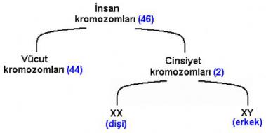Cinsiyet Kromozomlar