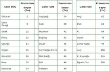 Kromozom Sayısı Kaçtır