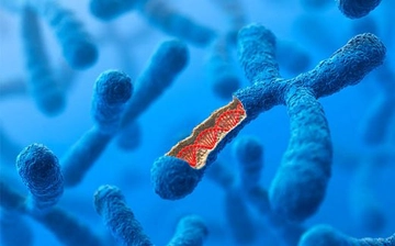 Canlıların Kromozom Sayıları