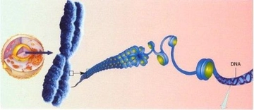 Kromozomların Yapısı