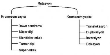 Kromozom Çeşitleri